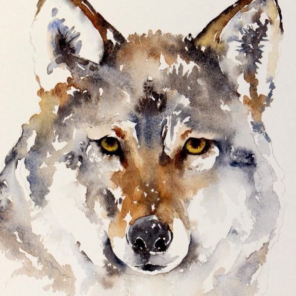Нарисовать волка красками