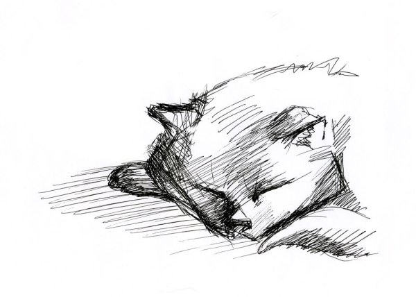 Наброски животных