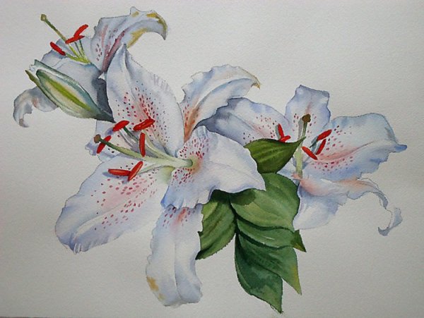 Лилии гуашью