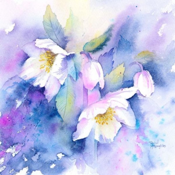 Ирисы Мариан Брум