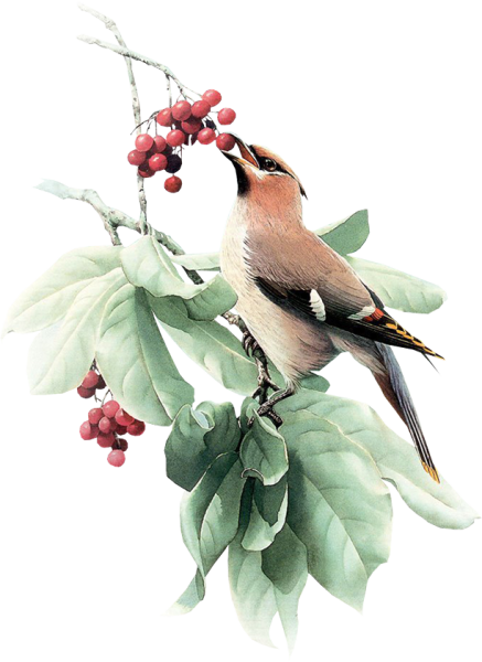 Zeng Xiao Lian (китайская живопись)