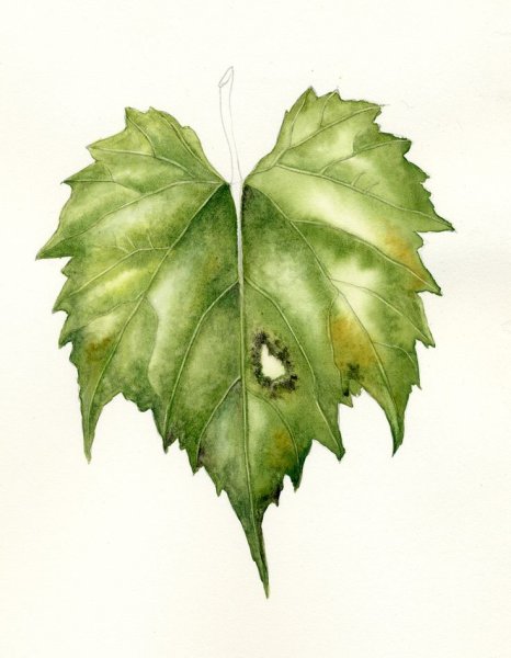 Осенние листья акварель