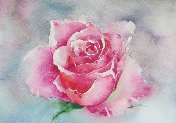 Розы рисунок акварелью