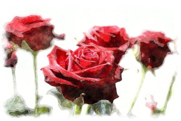 Красные розы акварель