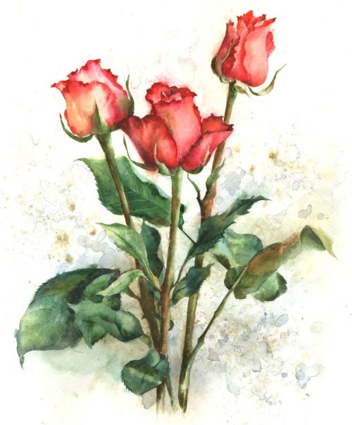 Роза акварель