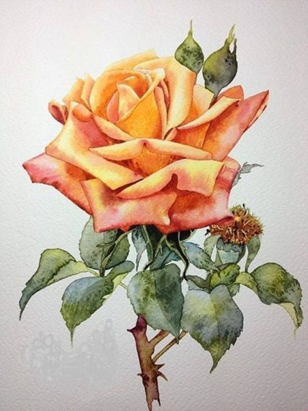 Роза акварель Rose Aquarelle