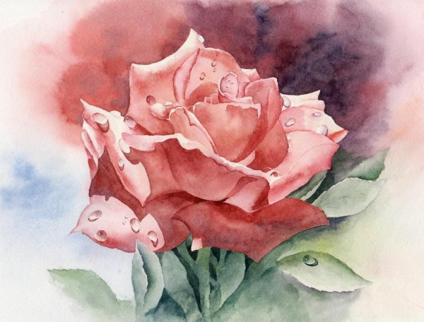 Роза акварель