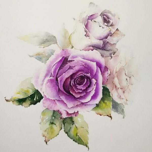 Роза акварель