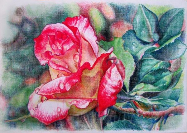 Роза цветными карандашами