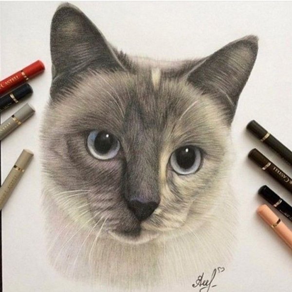 Рисунки фломастерами котики