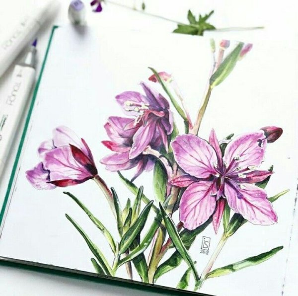 Ботаническая иллюстрация маркерами Ирина Шельменко