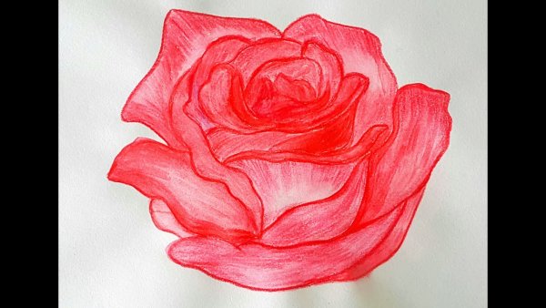Роза нарисовать красками легко