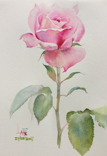 Акварельные розы тайского художника лафе