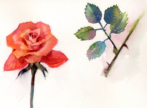 Роза акварелью для начинающих