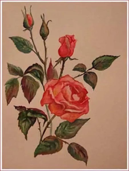 Роза красками