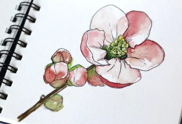 Красивые цветы акварелью