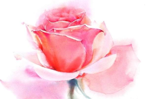 Ла Фе розы акварелью