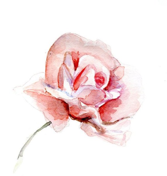 Акварельные нежные розовые цветы