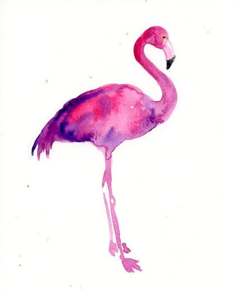 Фламинго акварелью скетч