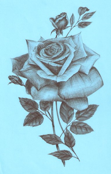 Роза ручкой