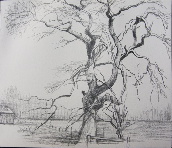 Зарисовки деревьев карандашом