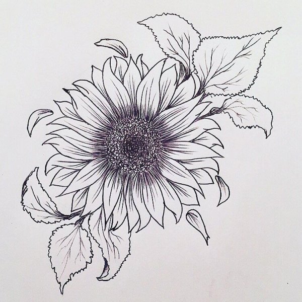 Подсолнух эскиз