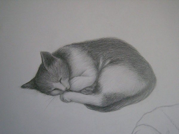 Котик рисунок карандашом