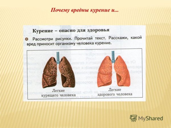Лёгкие здорового человека и курильщика