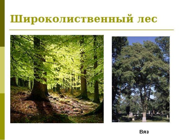 Ярусность леса с корнями