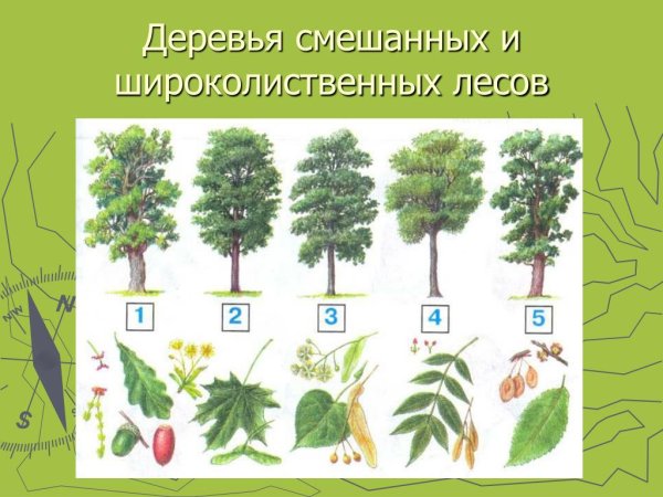 Сосна рисунок