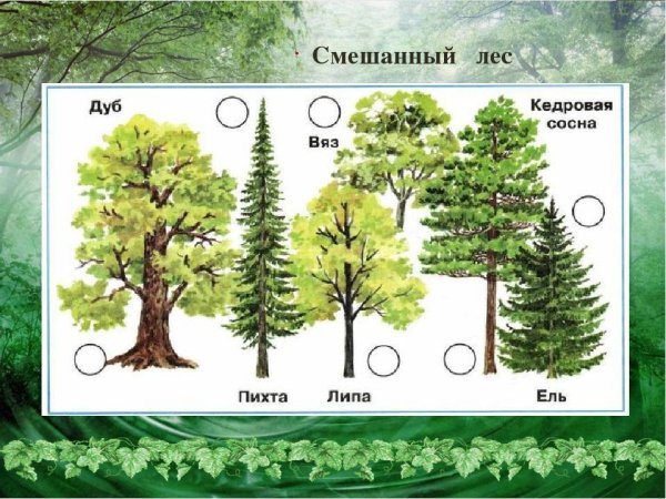 Лес раскраска для детей