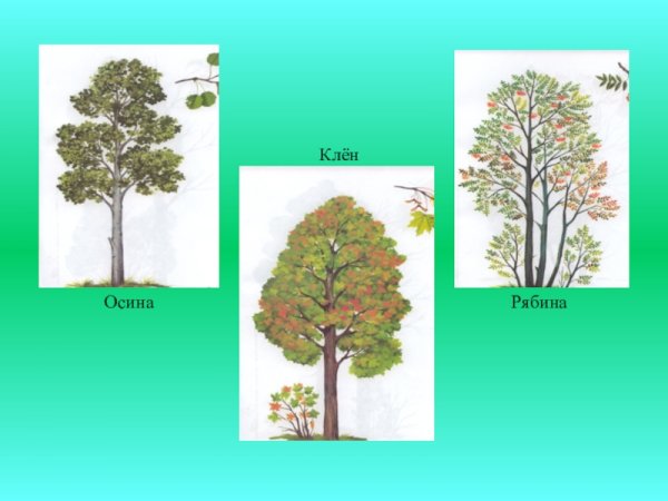 Тайга смешанный и широколиственный лес 4 класс