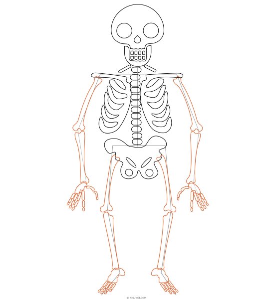 Раскраска скелет