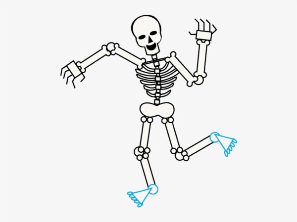Легкий скелет человека