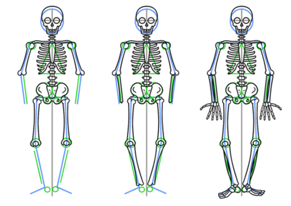 Поэтапное рисование скелета
