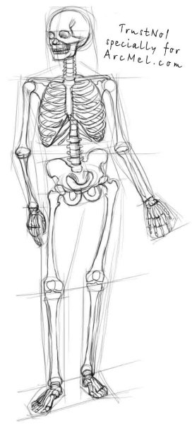 Скелет карандашом