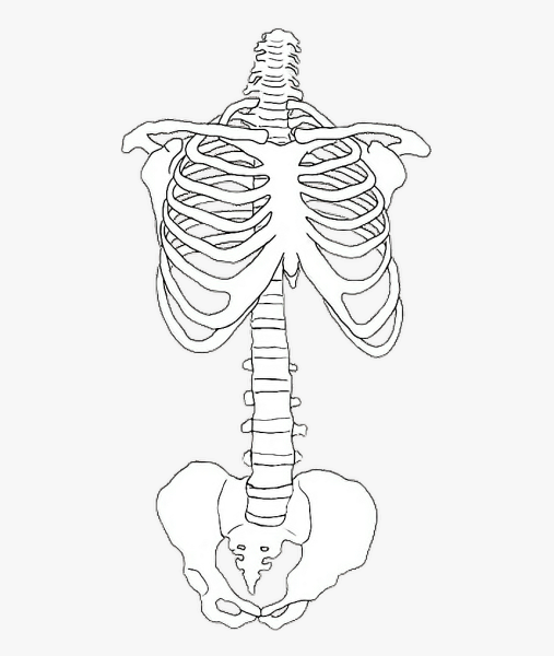 Скелет туловища человека ребра