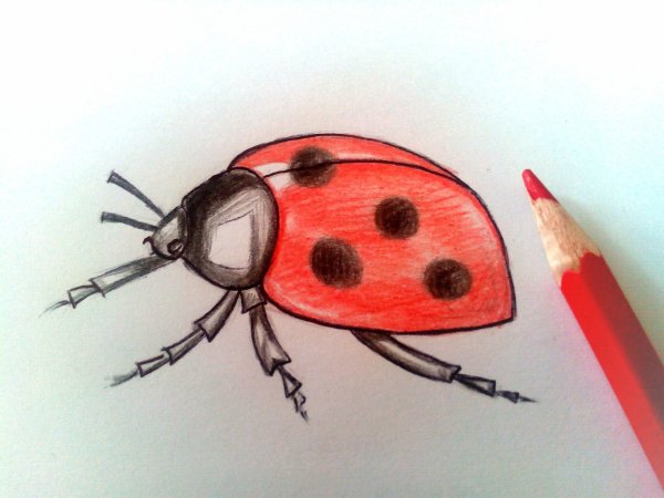 Рисование Божья коровка