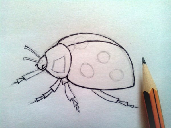 Насекомые простым карандашом