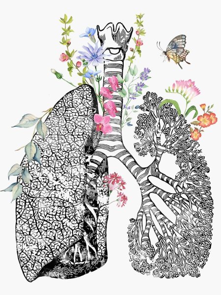 Рисунок легких человека