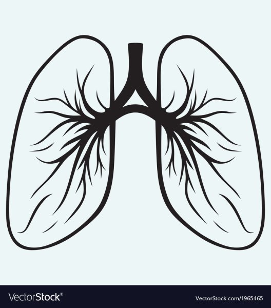 Графическое изображение легких