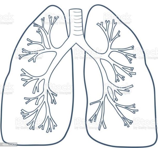 Легкие контур