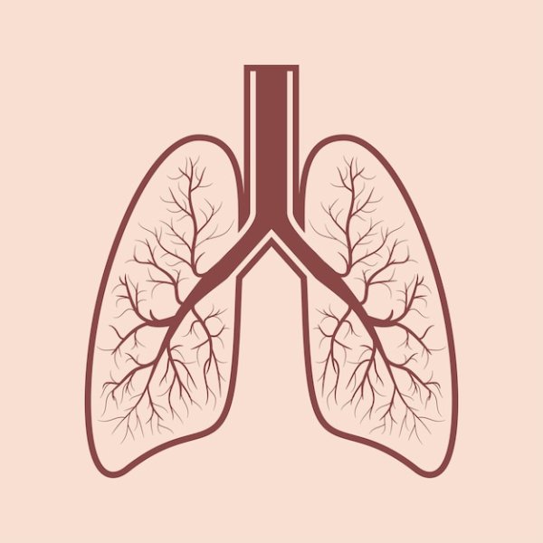 Легкие схематично рисунок