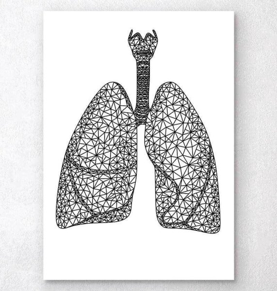 Легкие человека арт