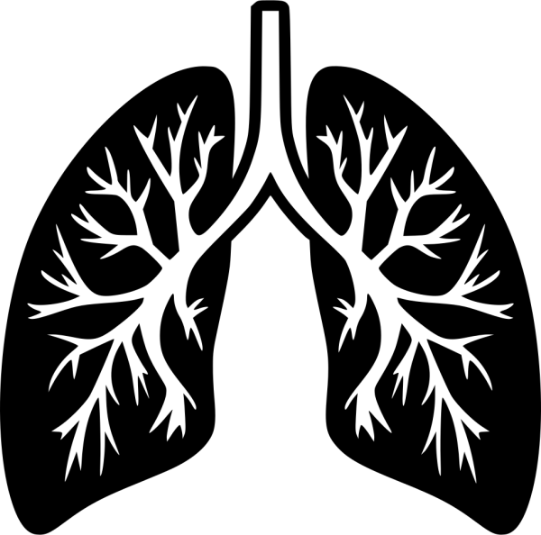 Легкие человека вектор