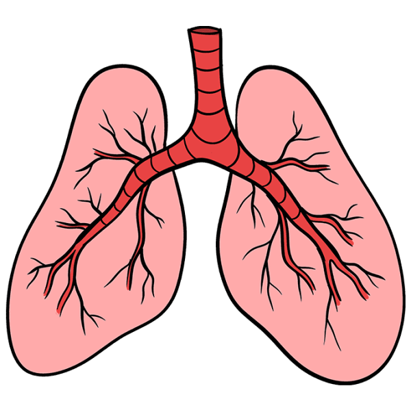 Здоровые бронхи и легкие