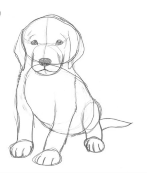 Рисунки собак карандашом легкие