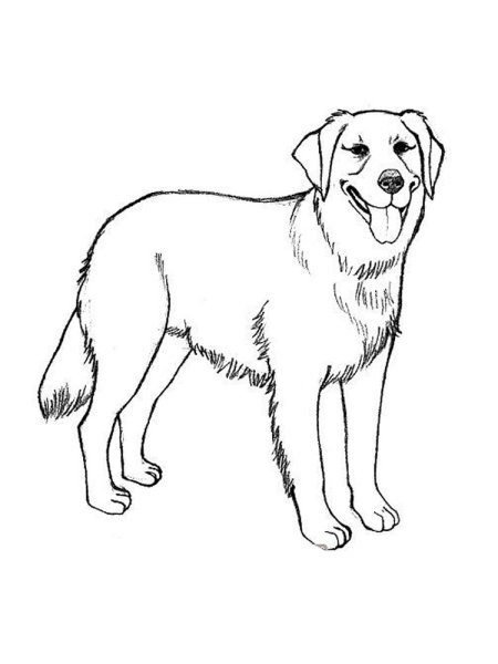 Раскраска собачка