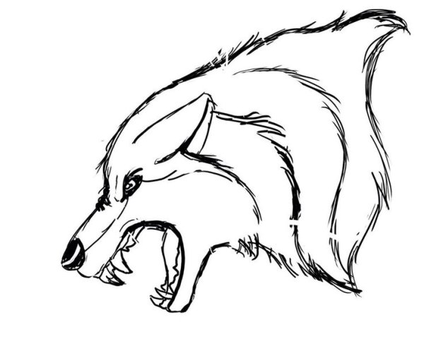 Волк карандашом