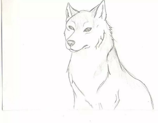 Рисунок волка карандашом для срисовки морду